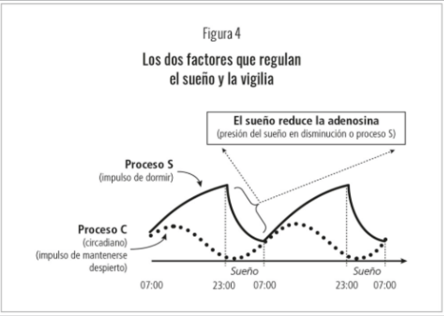 El ritmo circadiano y la presión del sueño